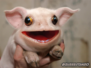 Illustration for article titled Yikes, these animal hybrids are so hilariously terrifying